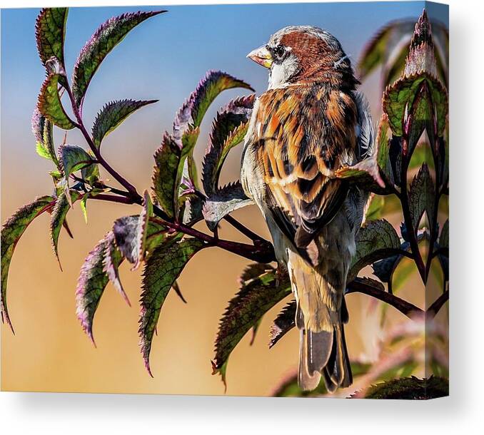 Bird Canvas Print featuring the photograph Bird #71 by Jackie Russo