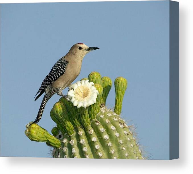 Bird Canvas Print featuring the photograph Bird #98 by Jackie Russo