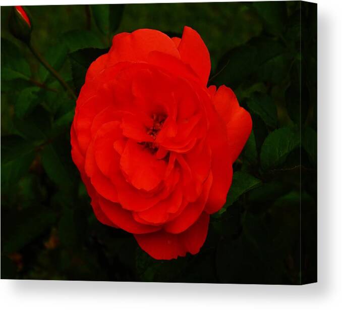 Flowers Canvas Print featuring the photograph A Holiday Rose by Jan Gelders