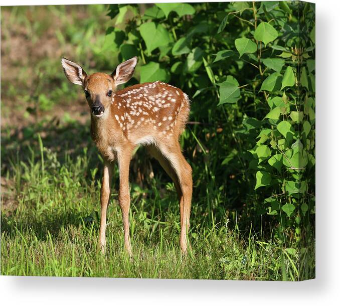 Ronnie Maum Canvas Print featuring the photograph A New Friend by Ronnie Maum