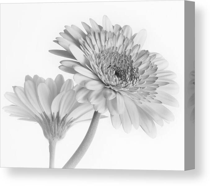 Flower Canvas Print featuring the photograph A Pair of Daisies by David and Carol Kelly
