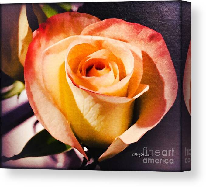 Mixmedia Canvas Print featuring the mixed media A Rose For Lauren by MaryLee Parker
