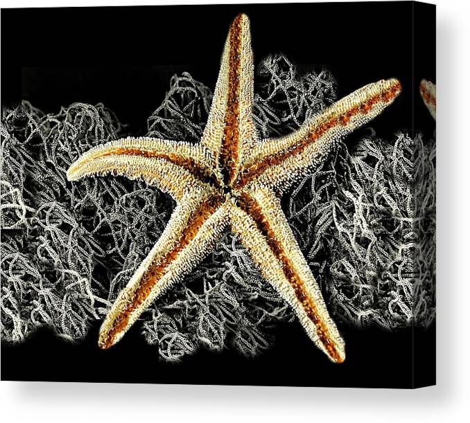 A Star Is Born Canvas Print featuring the photograph A Star Is Born by Diana Angstadt