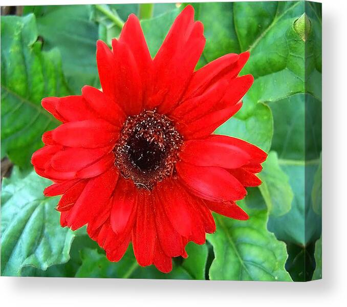 Flower Canvas Print featuring the photograph A True Red by Sandi OReilly