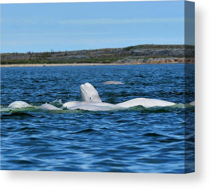 Beluga Whale Canvas Print featuring the photograph Above The Crowd by Tony Beck