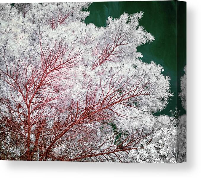 Acadia Canvas Print featuring the photograph Acadia evergreens faux color IR by Izet Kapetanovic