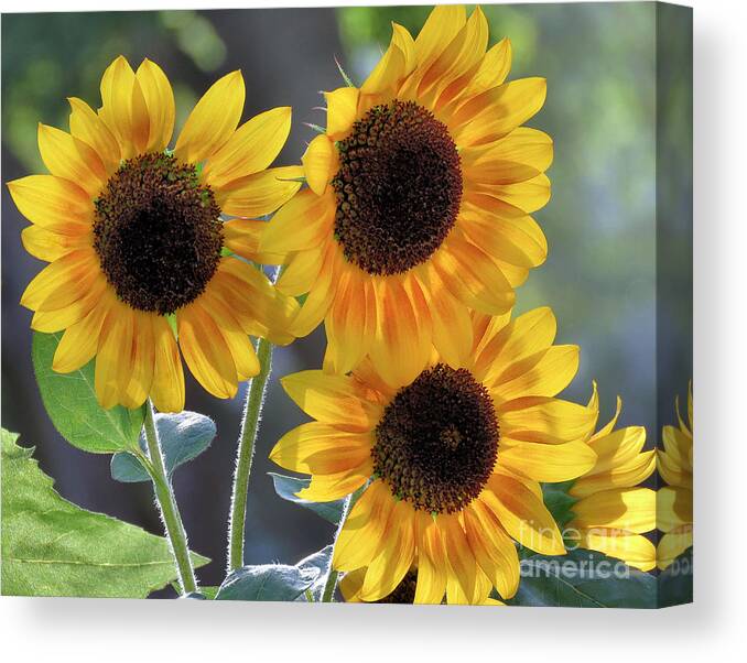 Sunflowers Canvas Print featuring the photograph Adoration Loyalty and Longevity by Janice Drew
