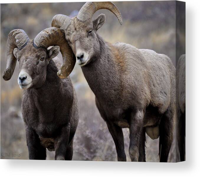 Bighorn Sheep Canvas Print featuring the photograph Affectionate Rams by Kevin Munro