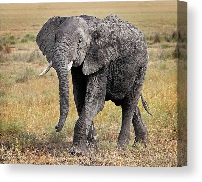 African Wildlife Canvas Print featuring the photograph African Elephant Happy And Free by Gill Billington