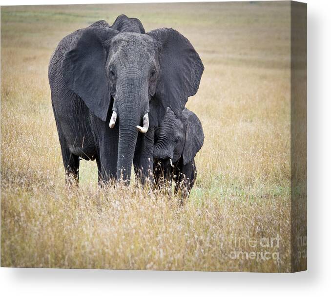 Elephant Mom And Baby Canvas Print featuring the photograph African Elephant with Baby by Paulette Sinclair