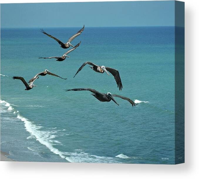 Florida Canvas Print featuring the photograph Afternoon Flight by Frank Mari