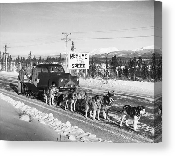 1950 Canvas Print featuring the photograph ALASKA: DOG SLED, c1950 by Granger