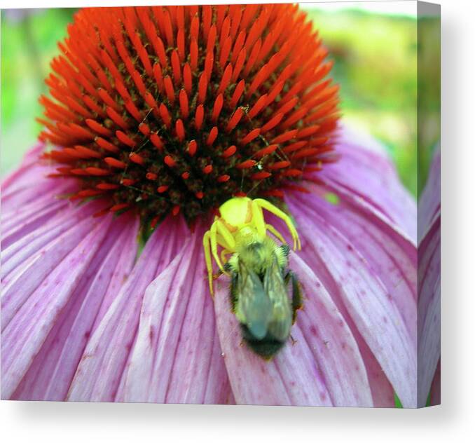Spider Canvas Print featuring the photograph Alien Spider Having Lunch by Randy Rosenberger