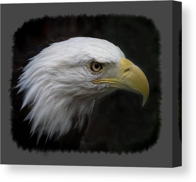 Animal Canvas Print featuring the photograph American Bald Eagle by Ernest Echols