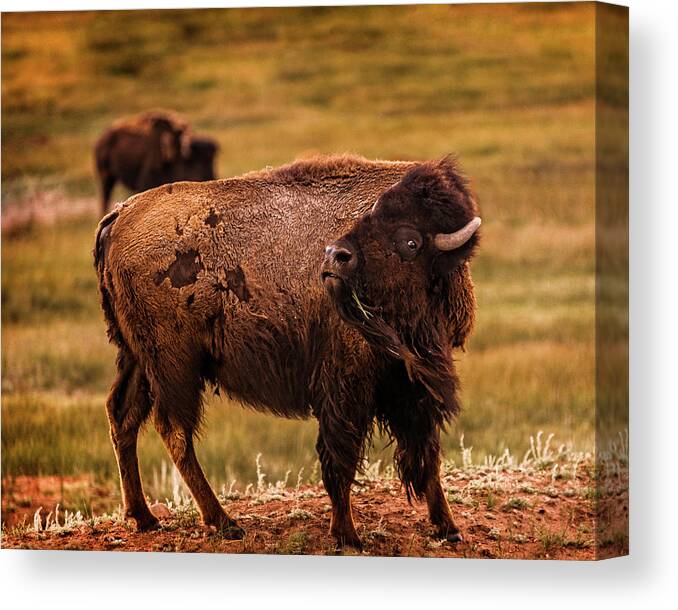American West Canvas Print featuring the photograph American Bison by Chris Bordeleau