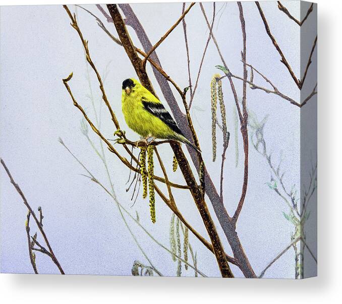 The American Goldfinch Is A Spring In Lower Michigan Airbrush Acrylic And Ink On Clayboard. The Sing For A Fairly Long Period Of Time And Can Be Termed Noisy With A Random Order Of Discreet Notes And Phrases. Often Called The Wild Canary With A Black Patch On Its Forehead And Wings And White On Its Wingbars And Rump.  Canvas Print featuring the painting American Goldfinch by Carol Hanna