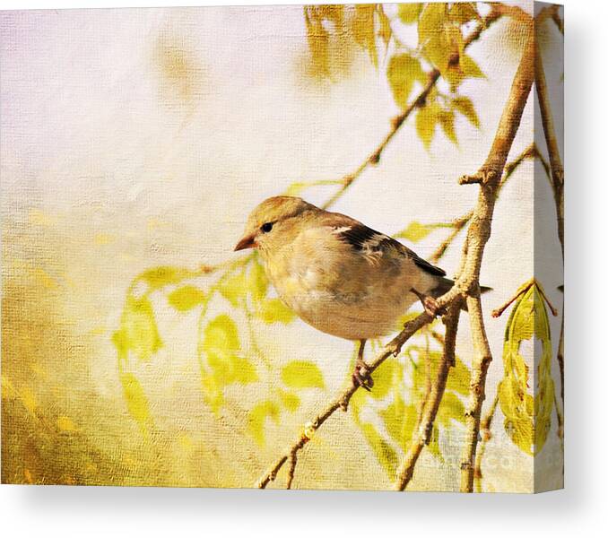 Goldfinch Canvas Print featuring the photograph American Goldfinch by Pam Holdsworth