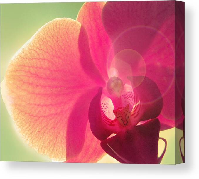 Orchid Canvas Print featuring the photograph Amoroso by Amy Tyler