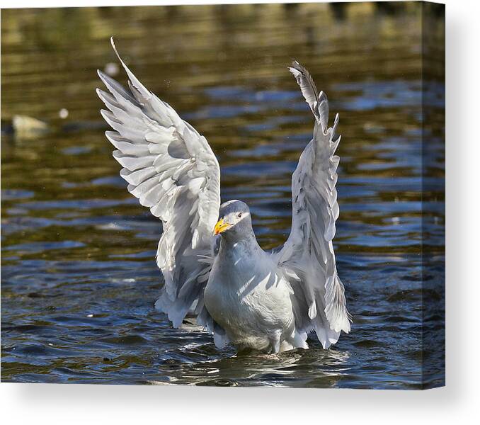 A Glaucous-winged Seagull Bathes In A Creek - Sunshine Coast Canvas Print featuring the photograph Angel Wings by Carl Olsen
