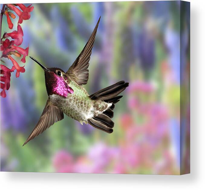 Annas Canvas Print featuring the photograph Annas Pastel Background by Gregory Scott