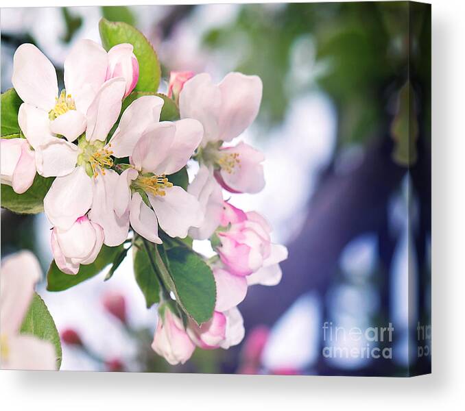 Apple Blossom Print Canvas Print featuring the photograph Apple Blossom Print by Gwen Gibson