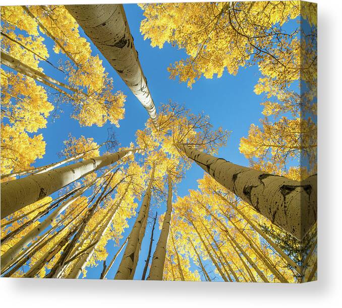 Fine Art Photography Canvas Print featuring the photograph Aspens and Sky by John Strong