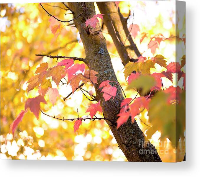 Autumn Photograph Canvas Print featuring the photograph Autumn leaves by Ivy Ho