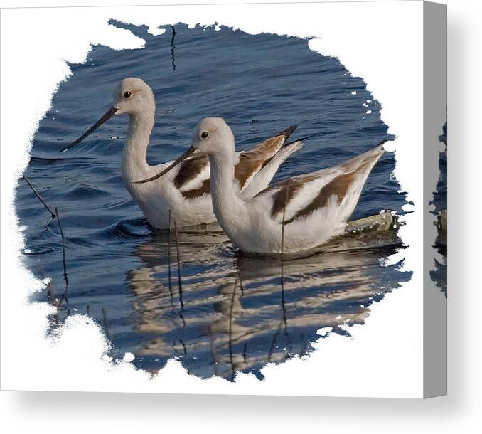 Avocet Canvas Print featuring the photograph Avocet Pair by Larry Linton