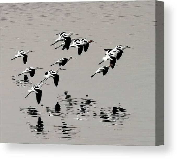 Avocets Canvas Print featuring the photograph Avocets in Flight by Michael Riley