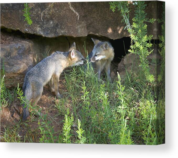 Baby Gray Fox Canvas Print featuring the photograph Baby Gray Fox Nuzzling by Michael Dougherty
