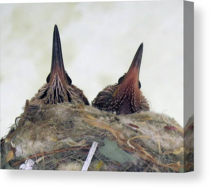 Hummingbirds Canvas Print featuring the photograph Baby Hummers 3 by Helaine Cummins