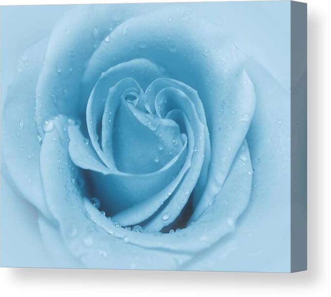 Rose Canvas Print featuring the photograph Baby Soft - Blue by Angie Tirado