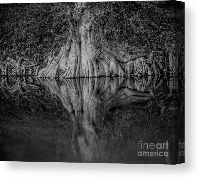 Bald Cypress Reflection In Black And White Michael Tidwell Guadalupe River Mike Tidwell Canvas Print featuring the photograph Bald Cypress Reflection in Black and White by Michael Tidwell