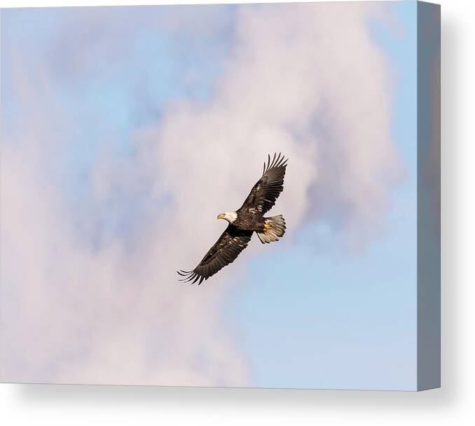 American Bald Eagle Canvas Print featuring the photograph Bald Eagle 2017-5 by Thomas Young