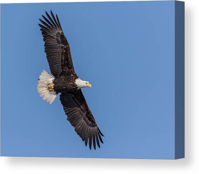 American Bald Eagle Canvas Print featuring the photograph Bald Eagle 2018-1 by Thomas Young