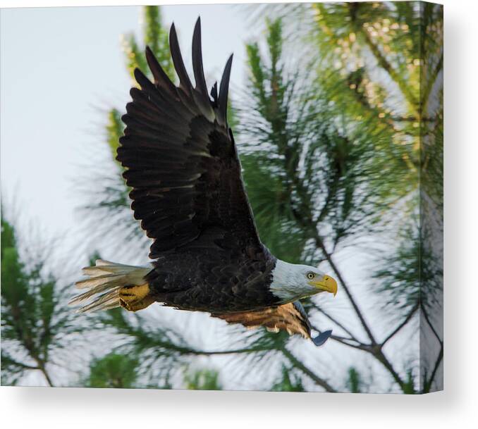 American Canvas Print featuring the photograph Bald Eagle Flying at Dawn by Artful Imagery