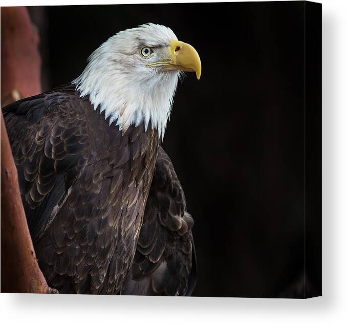 Bald Eagle Canvas Print featuring the photograph Bald Eagle Intensity by Greg Nyquist