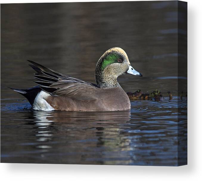 American Wigeon Canvas Print featuring the photograph Baldpate by Tony Beck