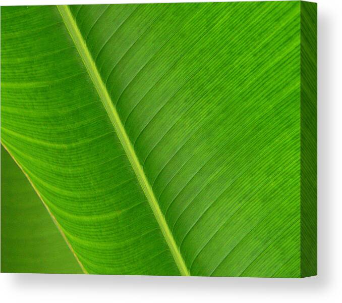 Banana Leaf Canvas Print featuring the photograph Banana Leaf Abstract by Vicki Hone Smith