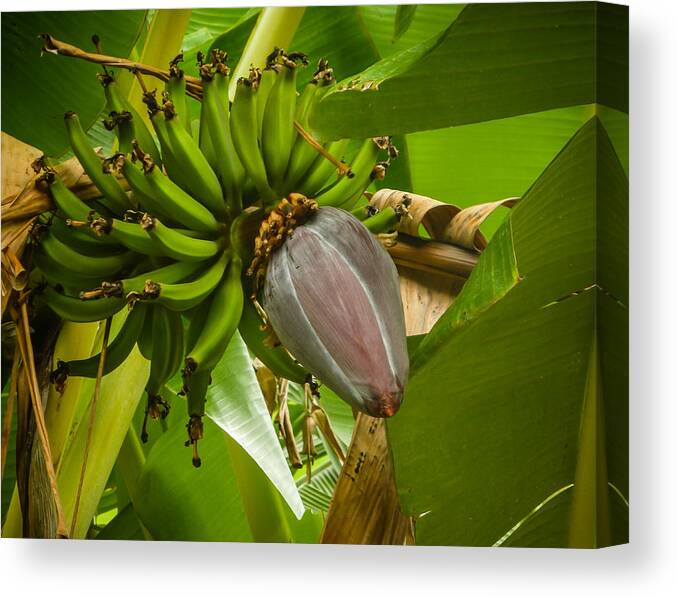 Banana Canvas Print featuring the photograph Banana with Flower by Pamela Newcomb