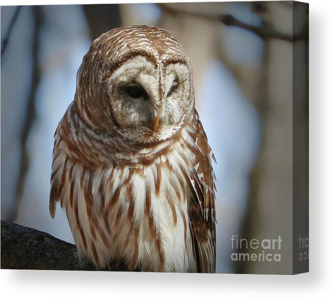 Christian Canvas Print featuring the photograph Barred Owl Beauty by Anita Oakley