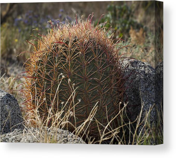 Barrel Cactus Canvas Print featuring the photograph Barrel Cactus by Kelley King