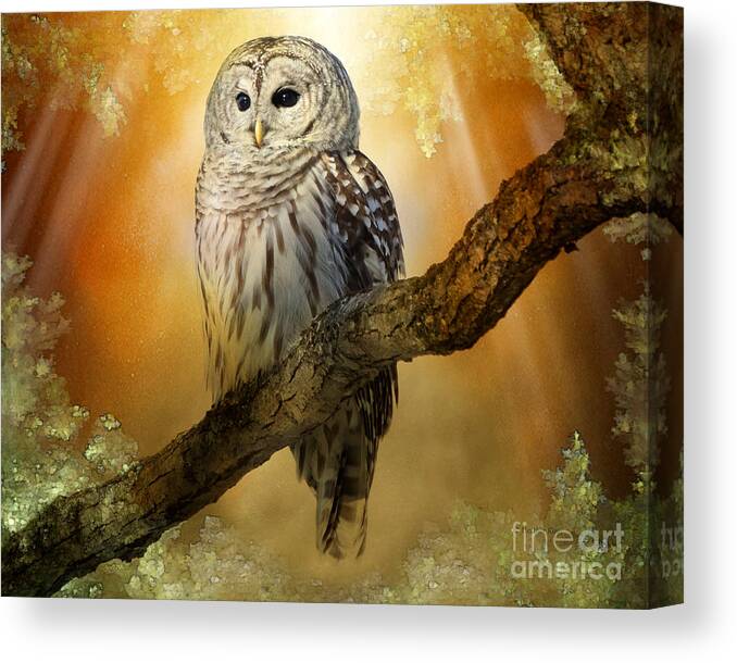 Owls Canvas Print featuring the photograph Bathed in light by Heather King