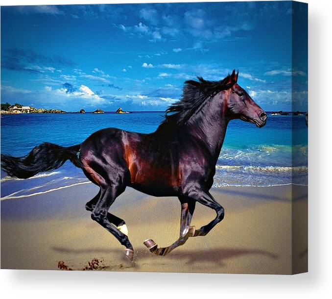 Horse Canvas Print featuring the photograph Beach Horse by Rob Smith's