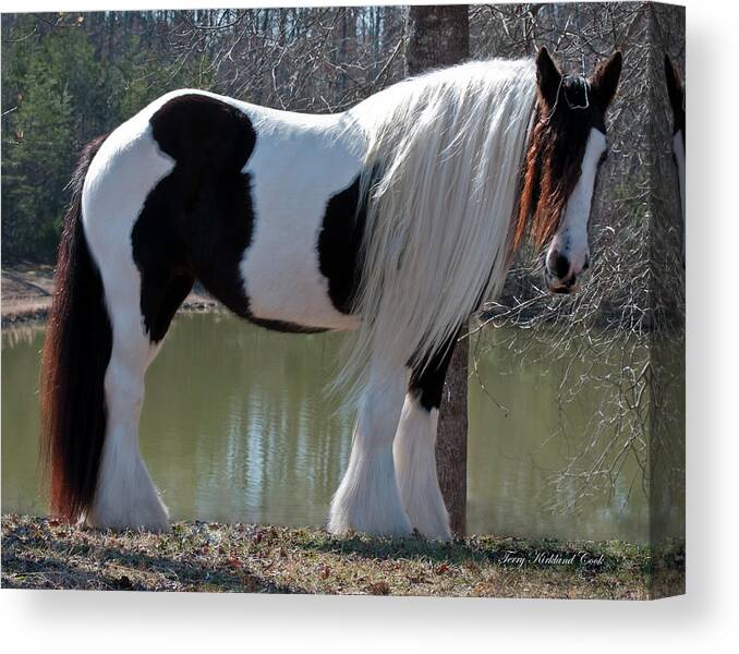 Equine Canvas Print featuring the photograph Beautiful Big Bold Lioness by Terry Kirkland Cook