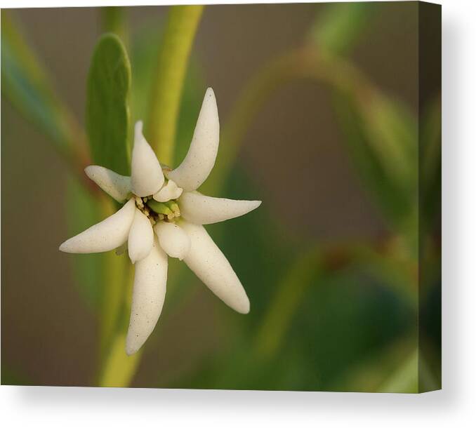 Pretty Canvas Print featuring the photograph Beautiful Pawpaw by Paul Rebmann