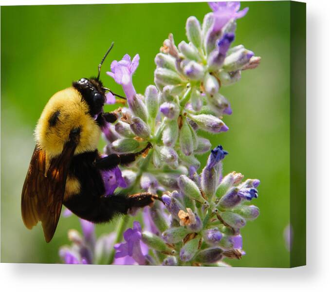 Bee Canvas Print featuring the photograph Bee Love by Roberta Kayne