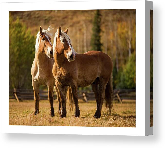 Horse Canvas Print featuring the photograph Belgian Draft Horses by Sharon Jones