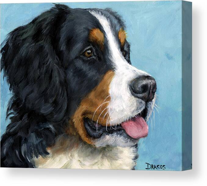 Bernese Mountain Dog Canvas Print featuring the painting Bernese Mountain Dog on Blue by Dottie Dracos