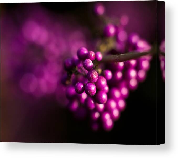 Beauty Berries Canvas Print featuring the photograph Berries Still Life by Mike Reid